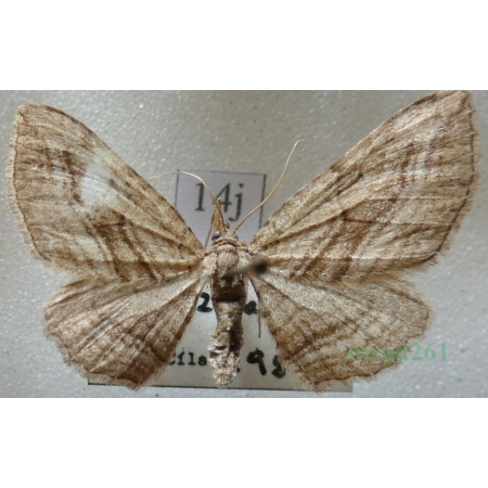 Horisme corticata (Treitschke, 1835) Paśnik korowik Czech14j